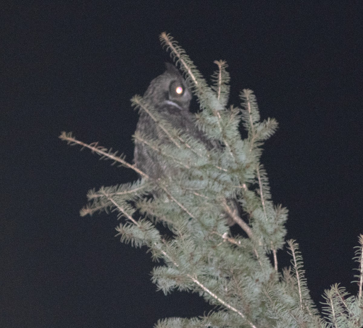 Great Horned Owl - ML617292541