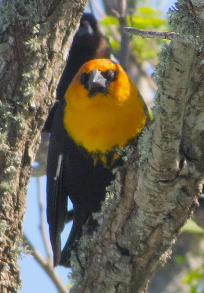 Yellow-headed Blackbird - ML617292558
