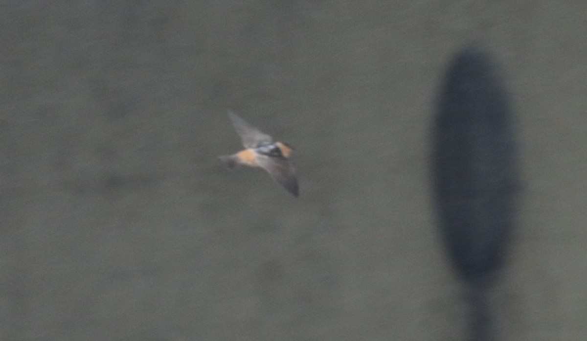 Cave Swallow - ML617292606