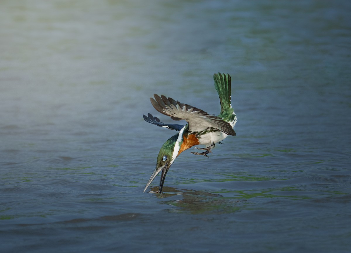Amazon Kingfisher - Jean Bonilla
