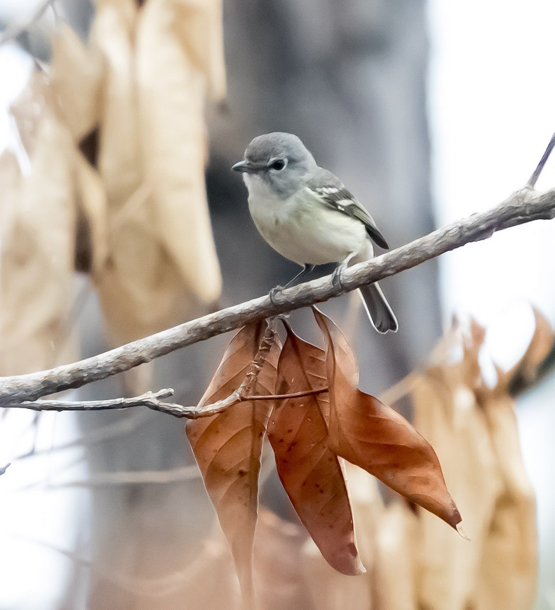 Plumbeous Vireo (Central American) - Victor Gamez