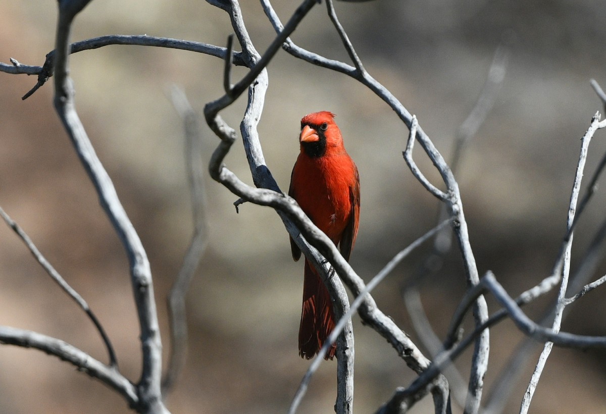 Northern Cardinal - Elizabeth Hawkins