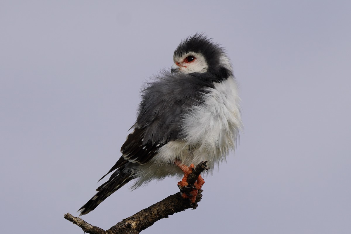 Pygmy Falcon - Greg Hertler