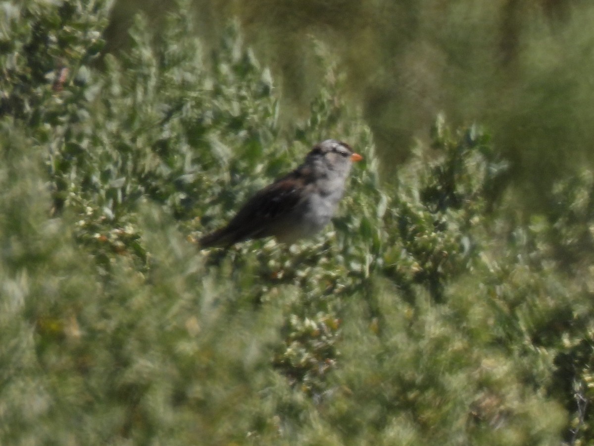 White-crowned Sparrow - ML617292916