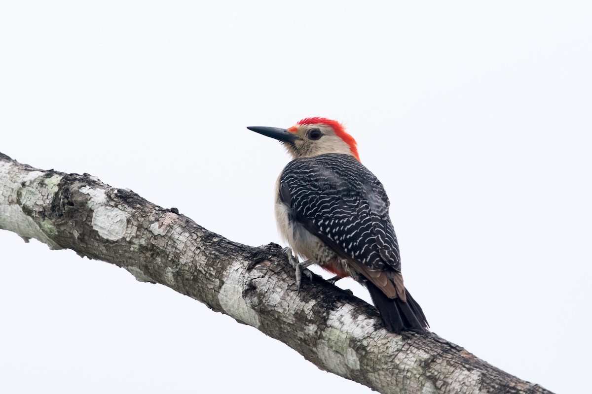 Golden-fronted Woodpecker - ML617292923