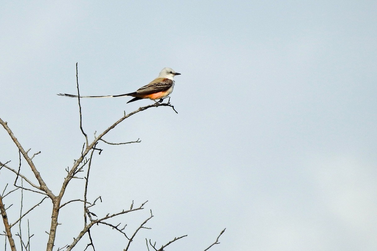 Scissor-tailed Flycatcher - kas dumroese