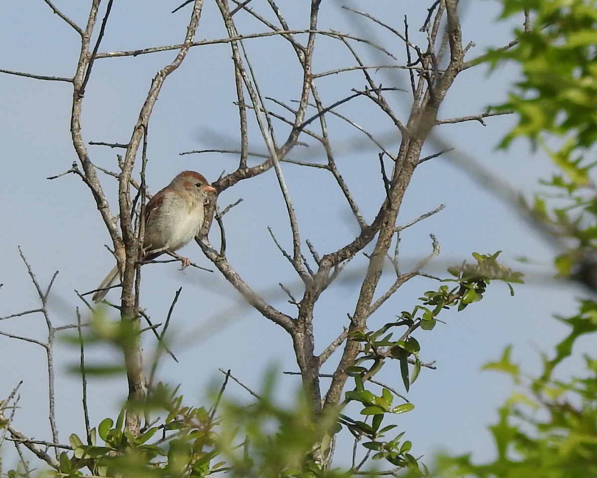 Clay-colored Sparrow - ML617292939