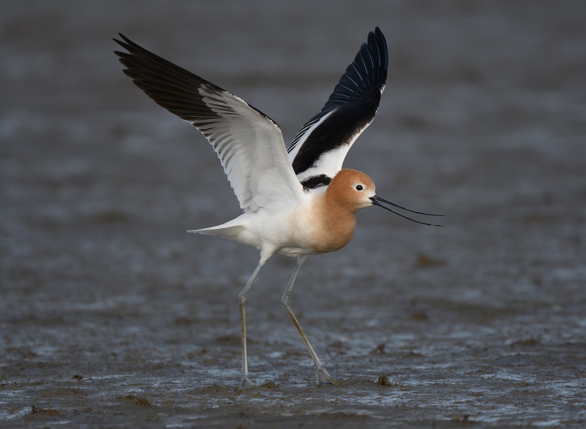 eBird Checklist - 12 Apr 2024 - Yolo Bypass Wildlife Area - 25 species ...