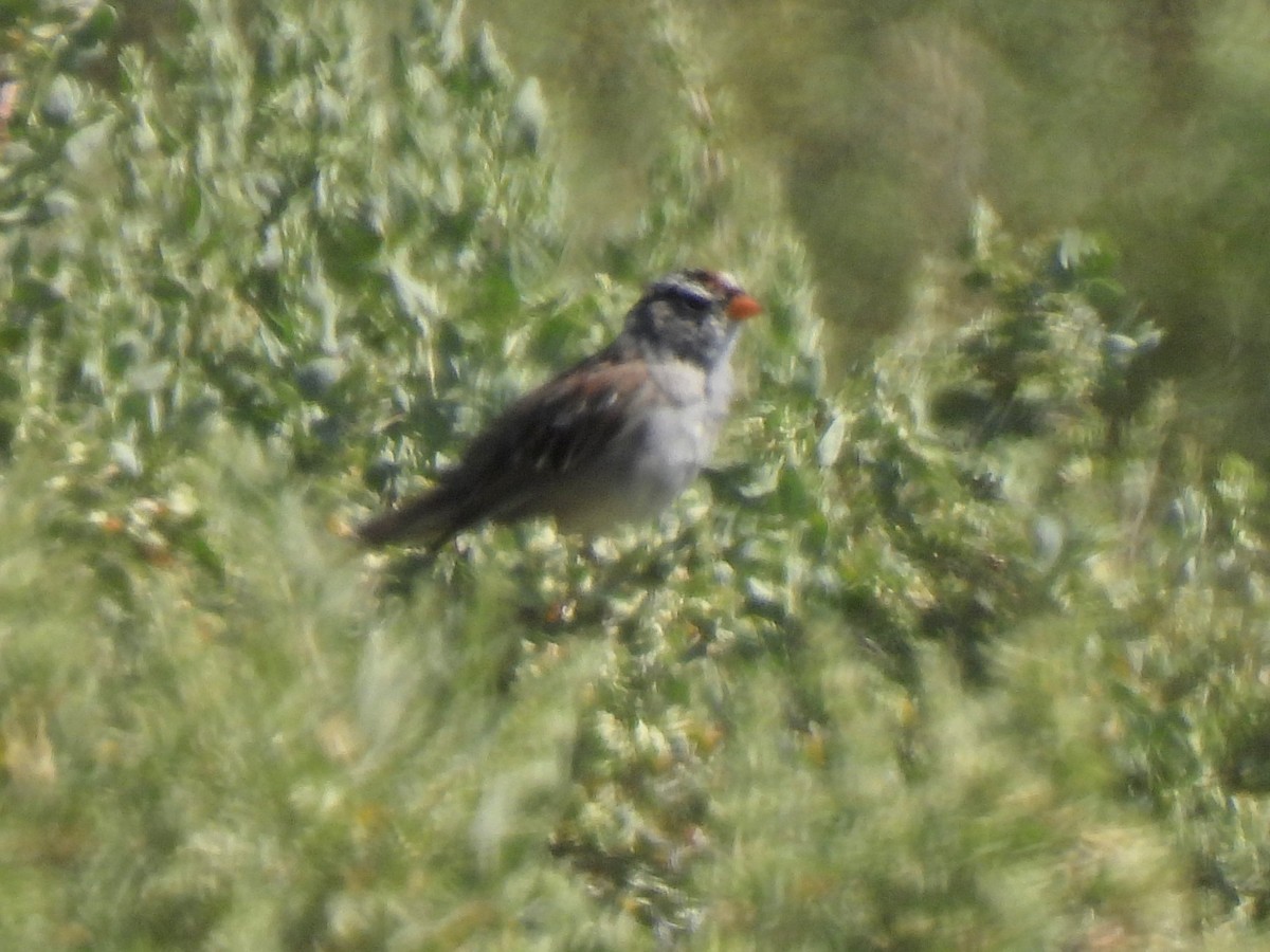 White-crowned Sparrow - ML617292996