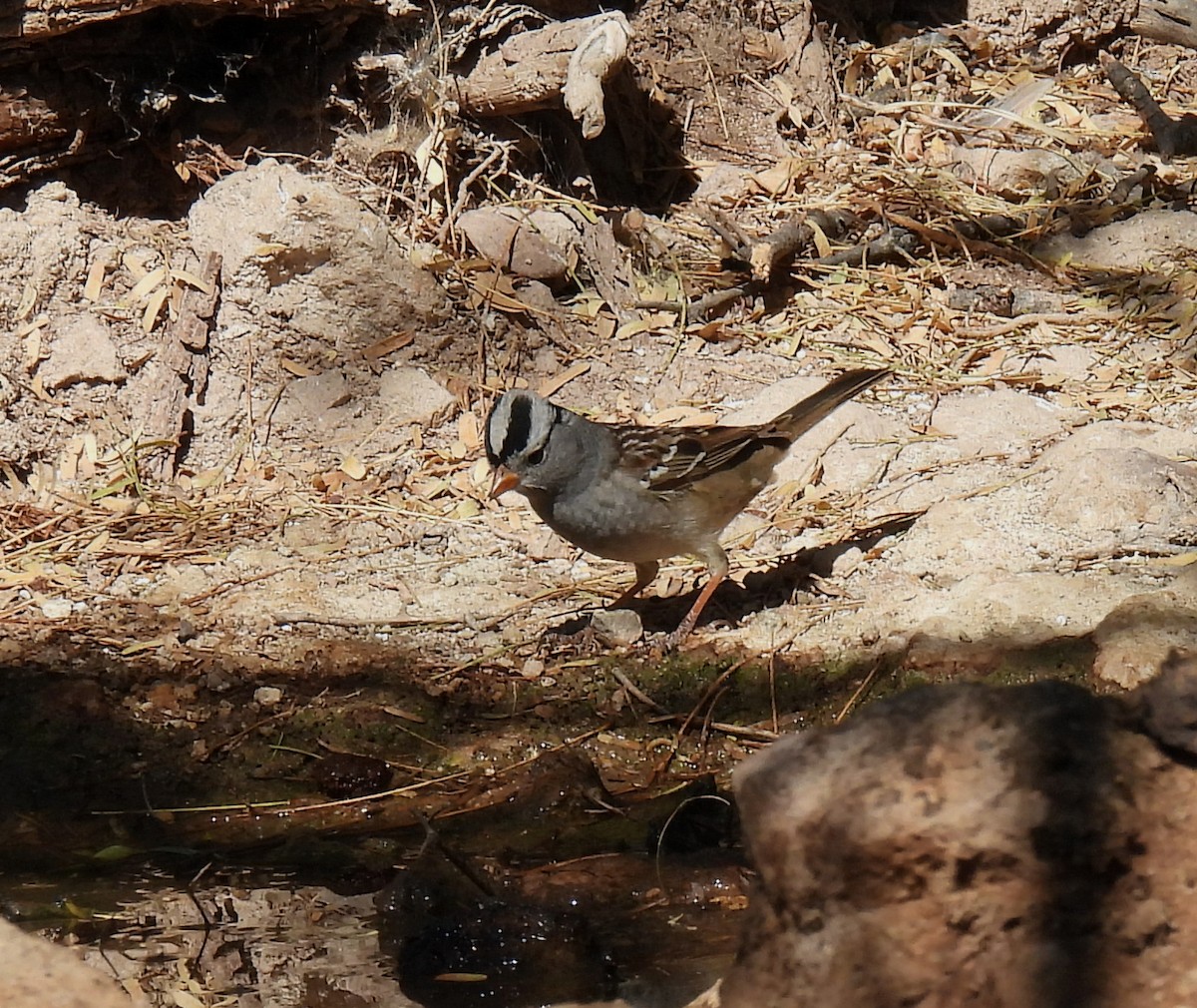 White-crowned Sparrow - ML617293002