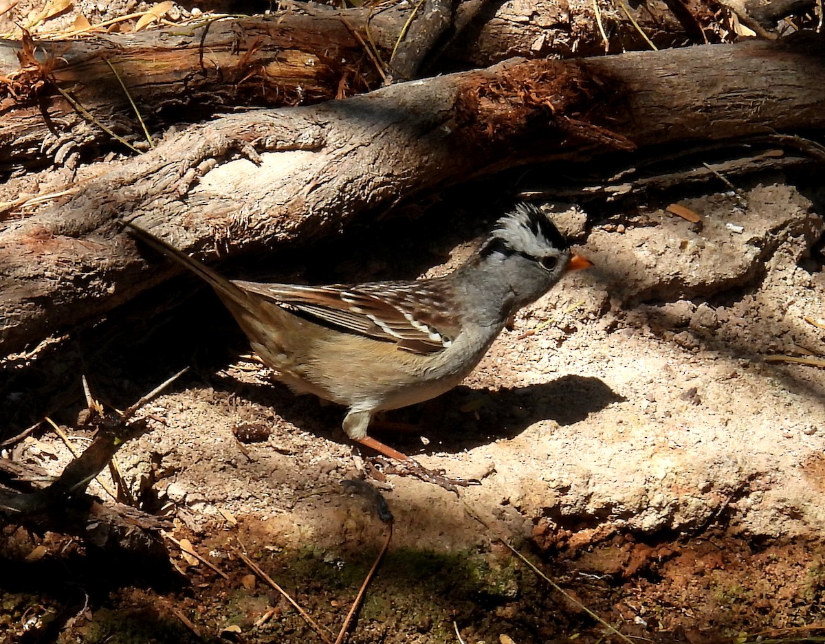White-crowned Sparrow - ML617293003