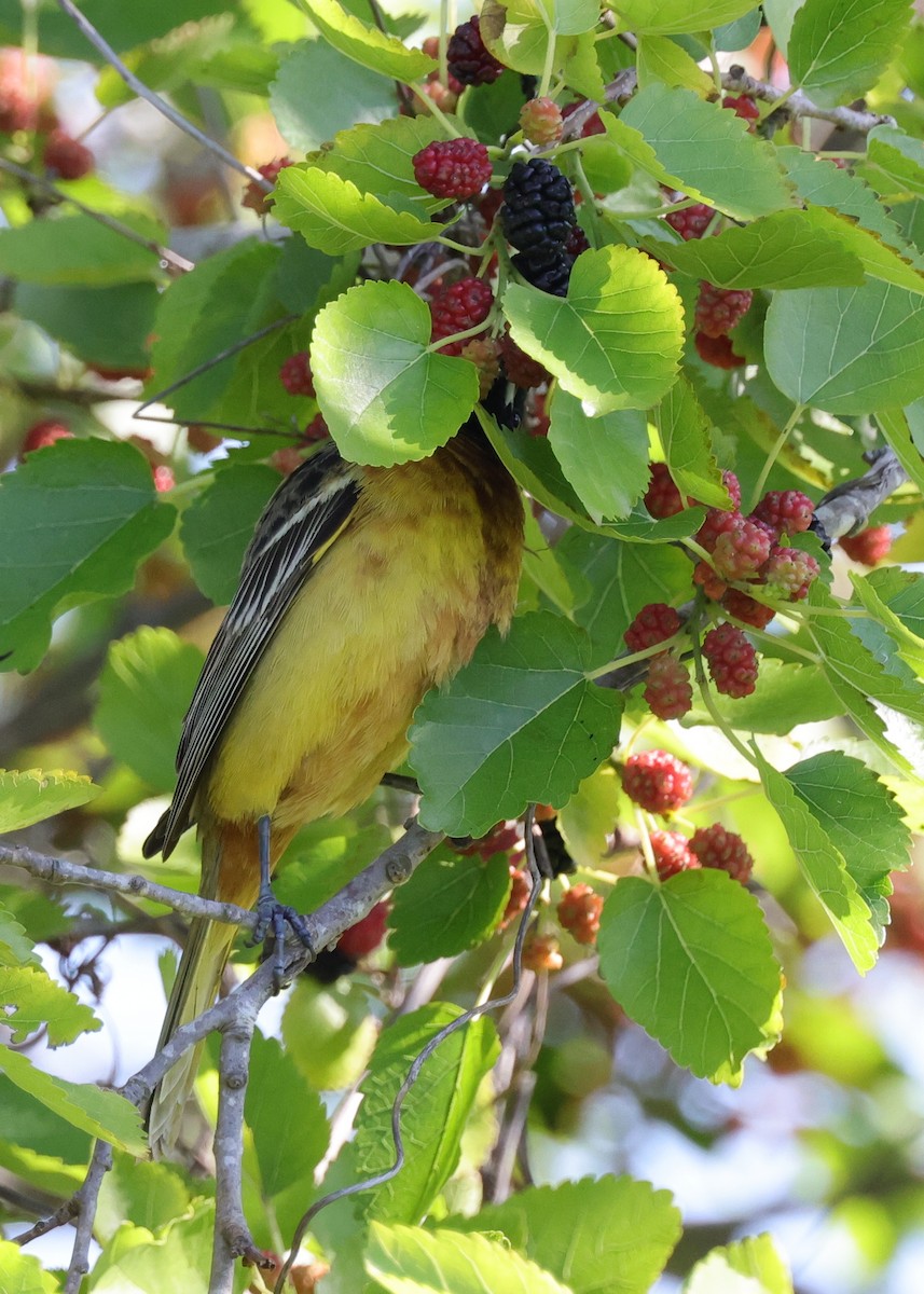 Orchard Oriole - ML617293025
