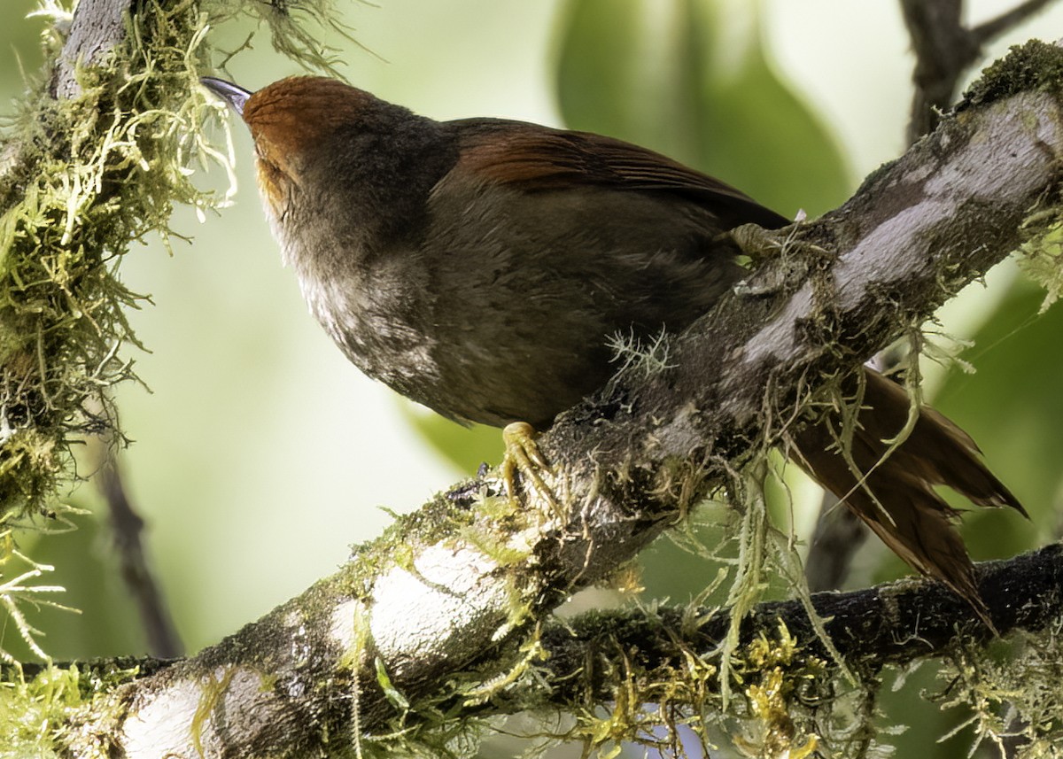 Red-faced Spinetail - ML617293108