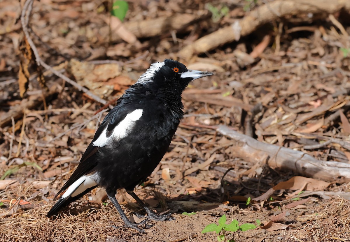 Australian Magpie (Black-backed) - ML617293148
