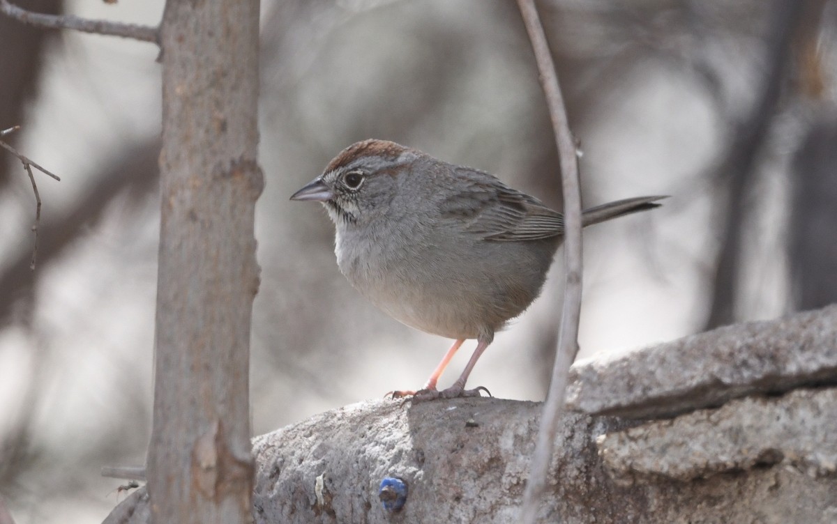 Rufous-crowned Sparrow - ML617293268