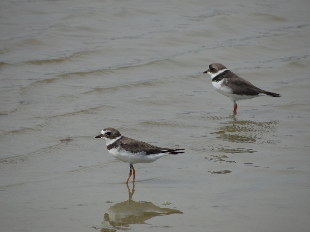 Semipalmated Plover - ML617293300