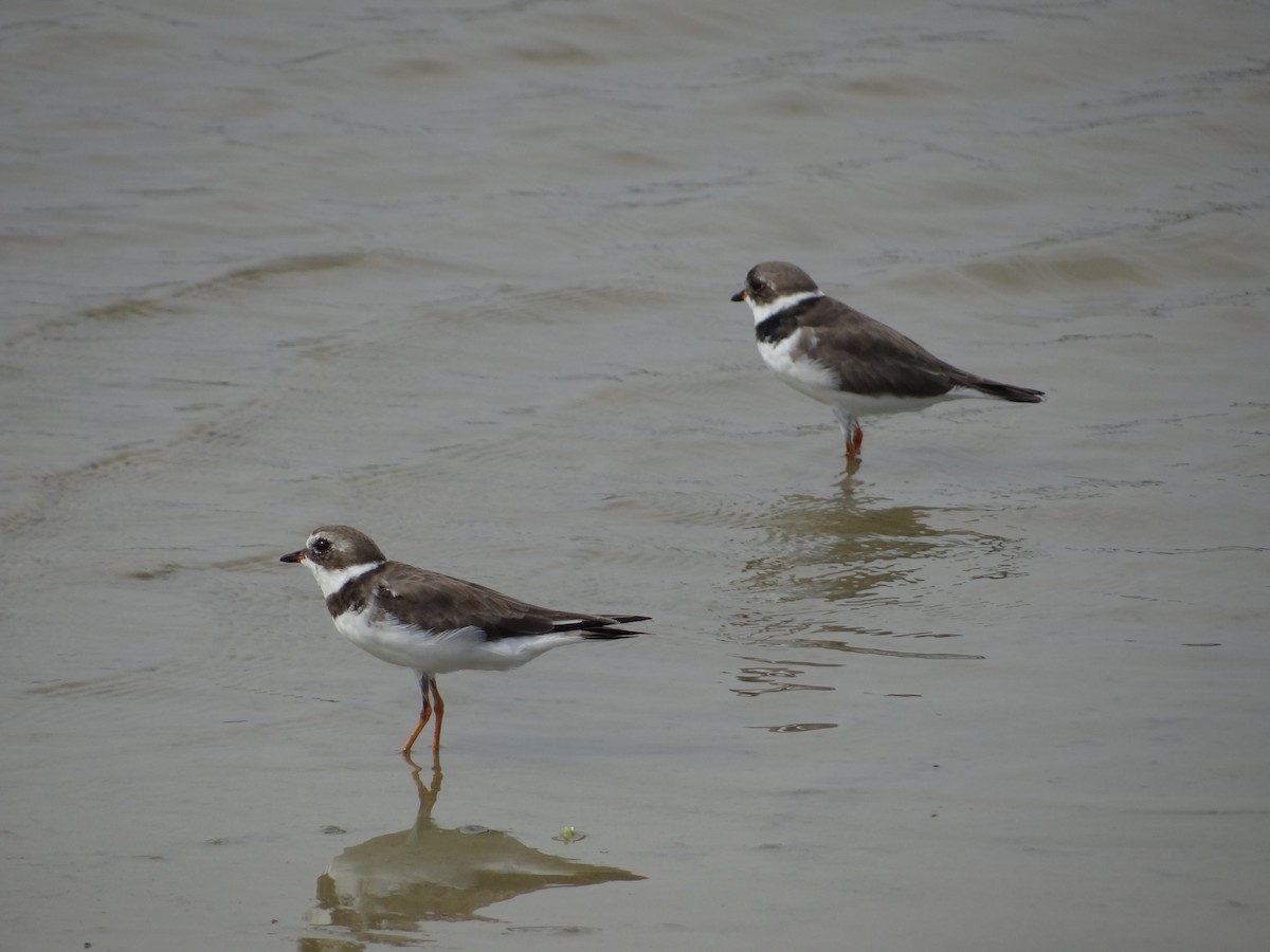 Semipalmated Plover - ML617293301