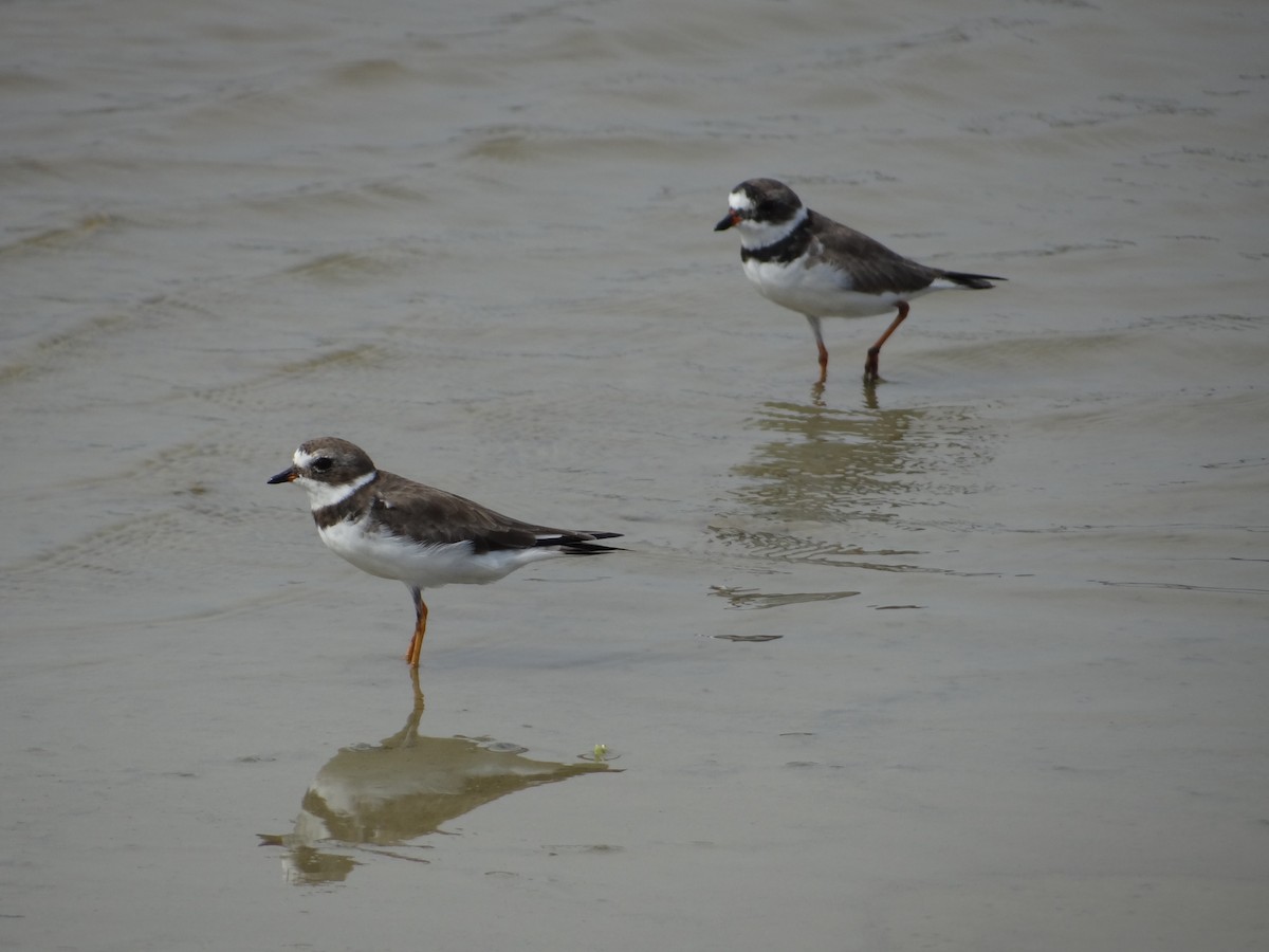 Semipalmated Plover - ML617293302