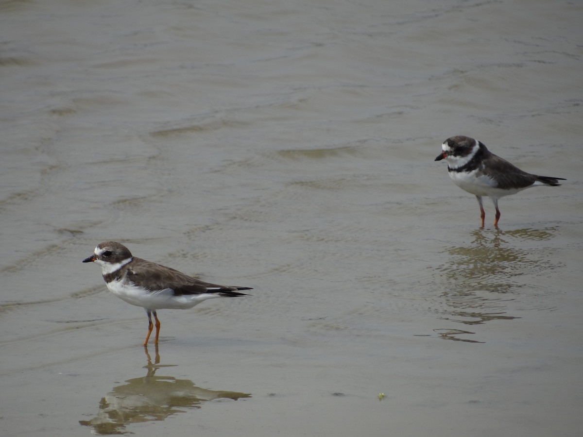 Semipalmated Plover - ML617293304