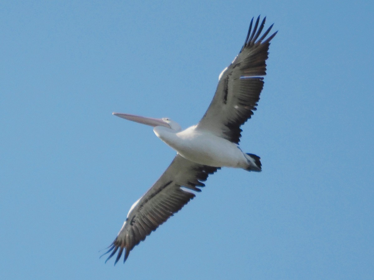 pelikán australský - ML617293323
