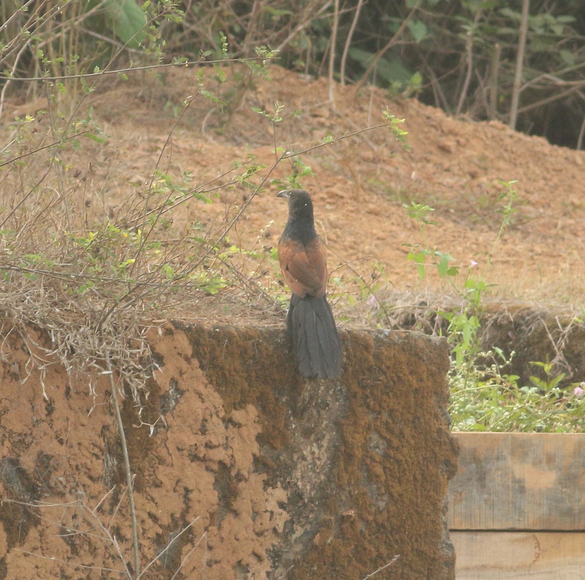 Greater Coucal (Southern) - ML617293367