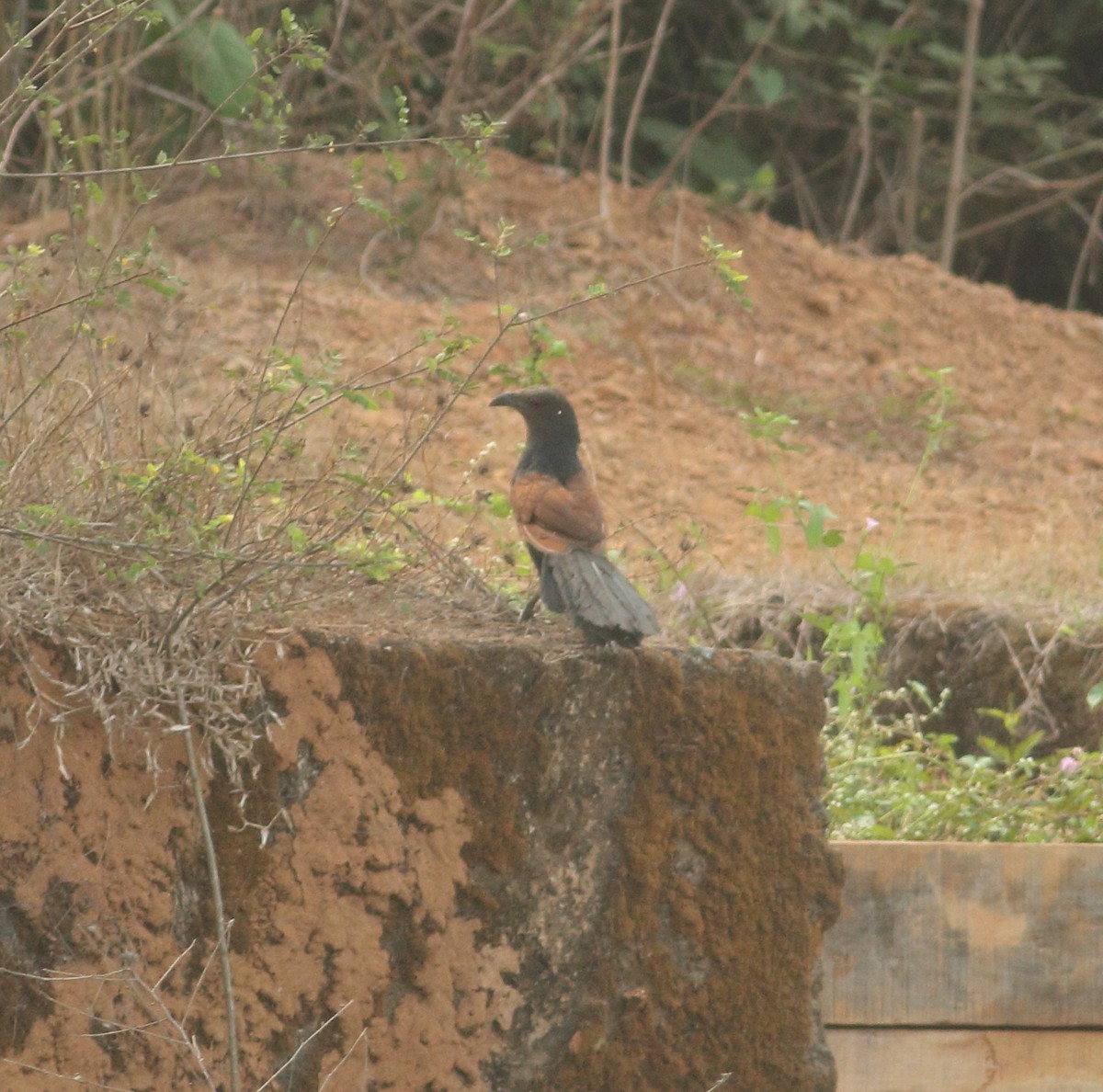 Greater Coucal (Southern) - ML617293368