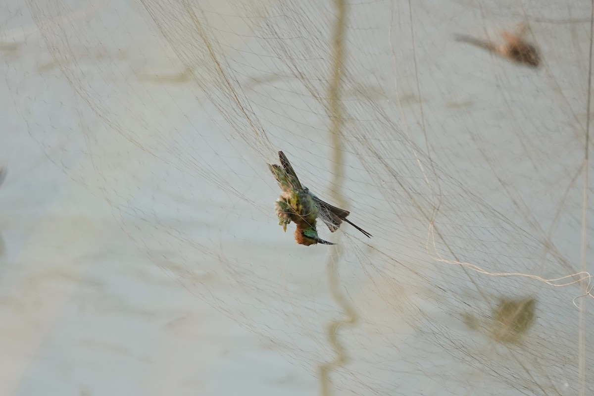 Asian Green Bee-eater - ML617293376