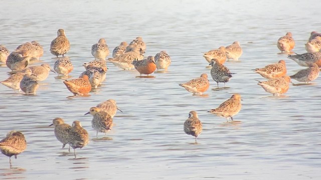 Red Knot - ML617293456