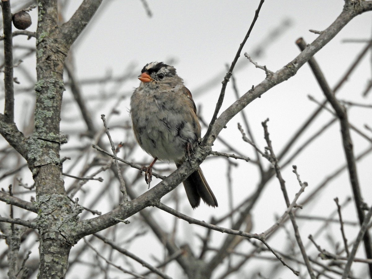 White-crowned Sparrow - kas dumroese