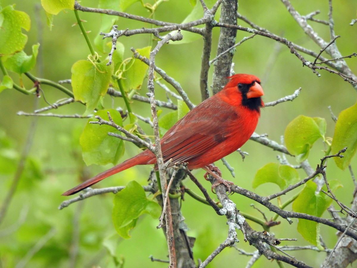 Northern Cardinal - kas dumroese