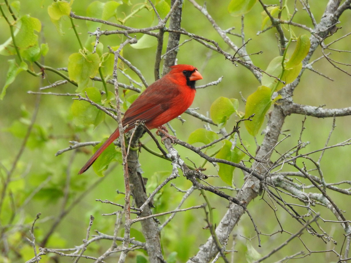Northern Cardinal - kas dumroese