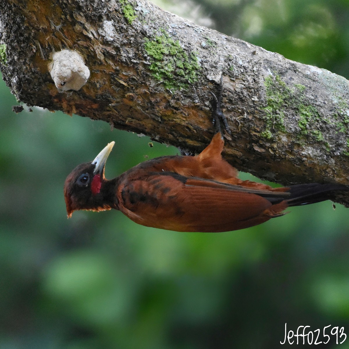 Chestnut Woodpecker - ML617293478