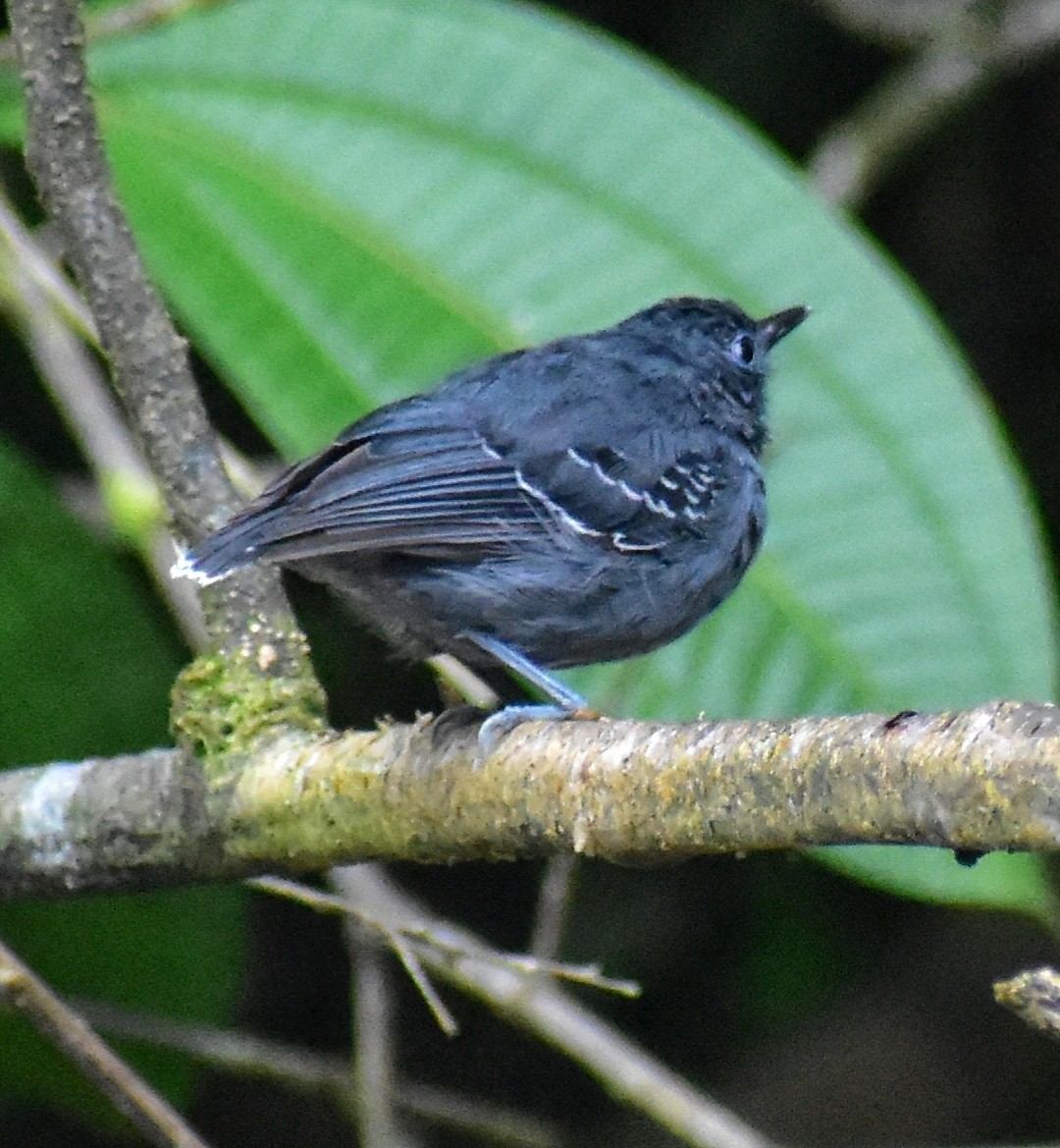 Spot-winged Antbird - Jefferson  Morales