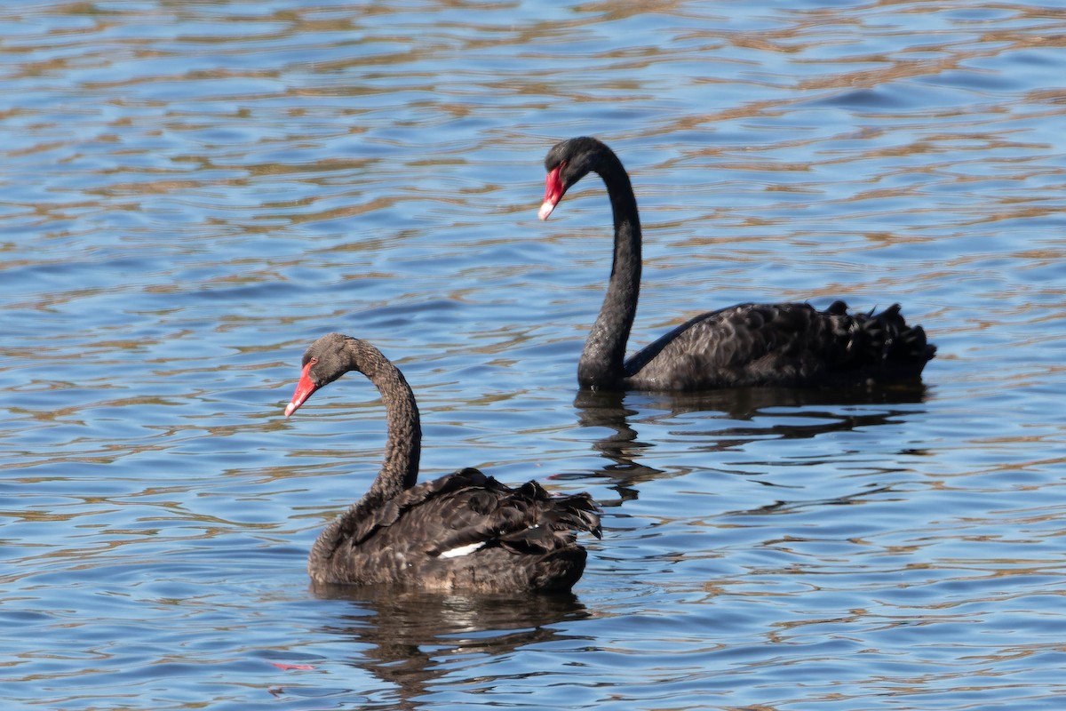 Black Swan - ML617293503