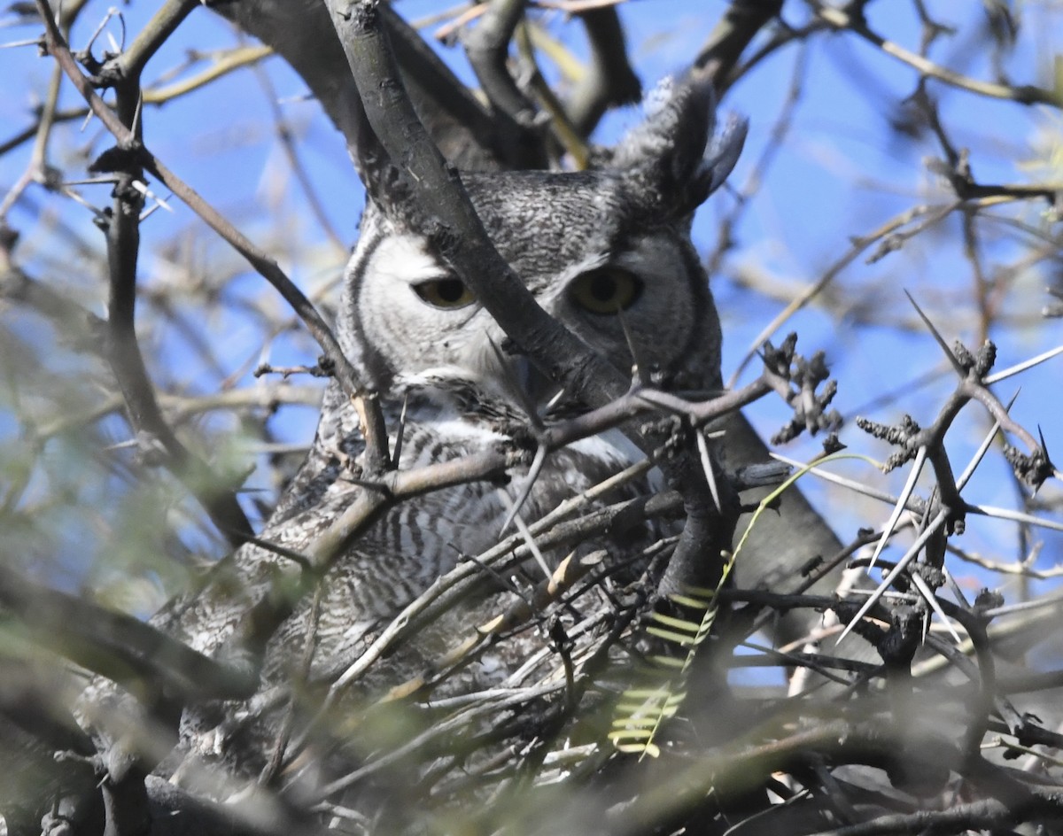 Great Horned Owl - ML617293601