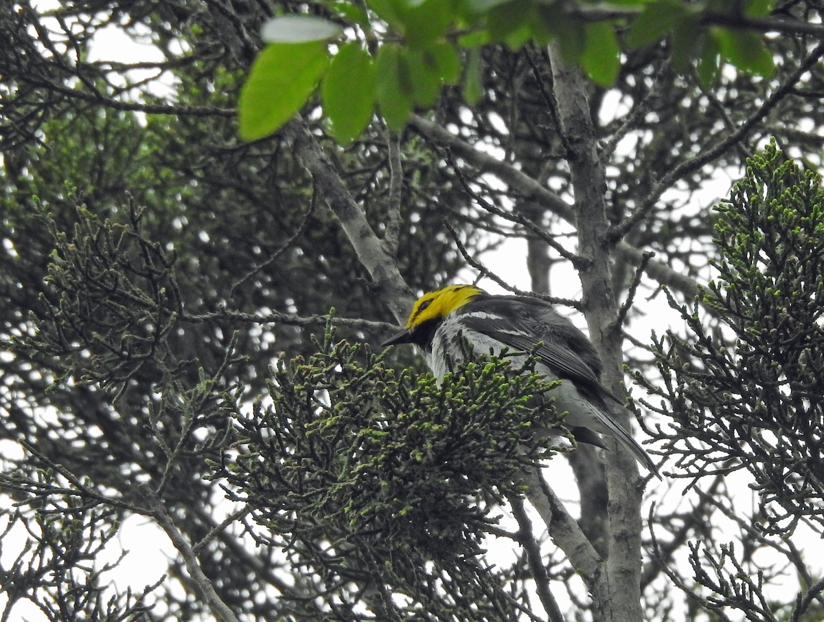 Golden-cheeked Warbler - kas dumroese