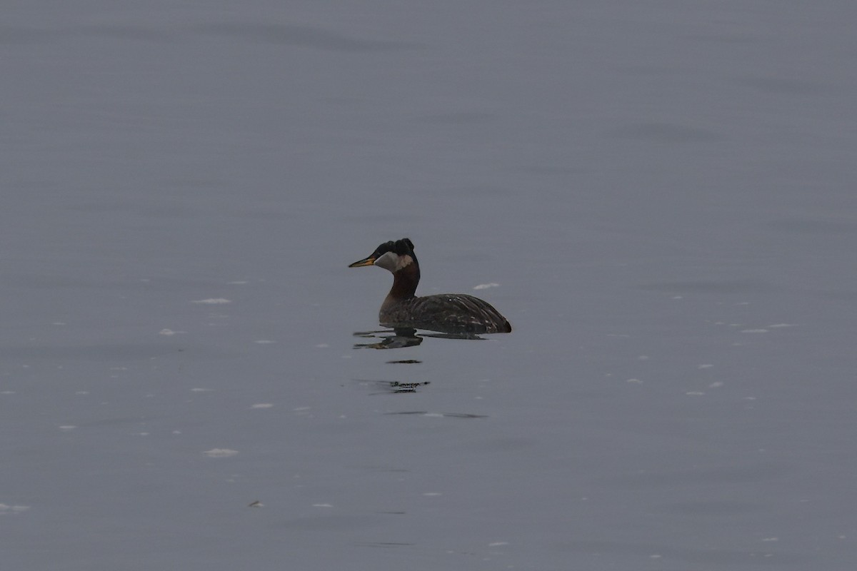Red-necked Grebe - ML617293816