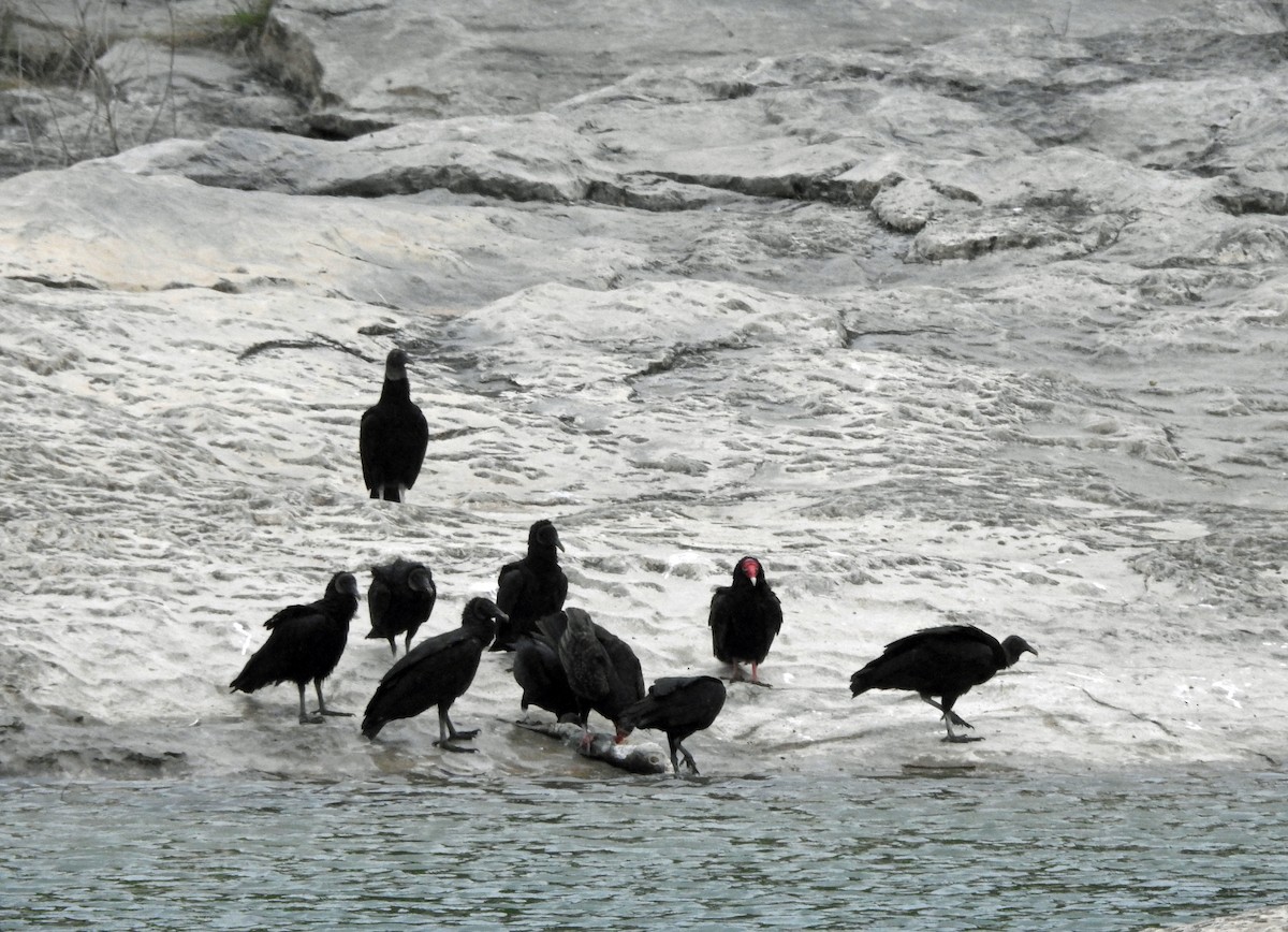 Black Vulture - kas dumroese