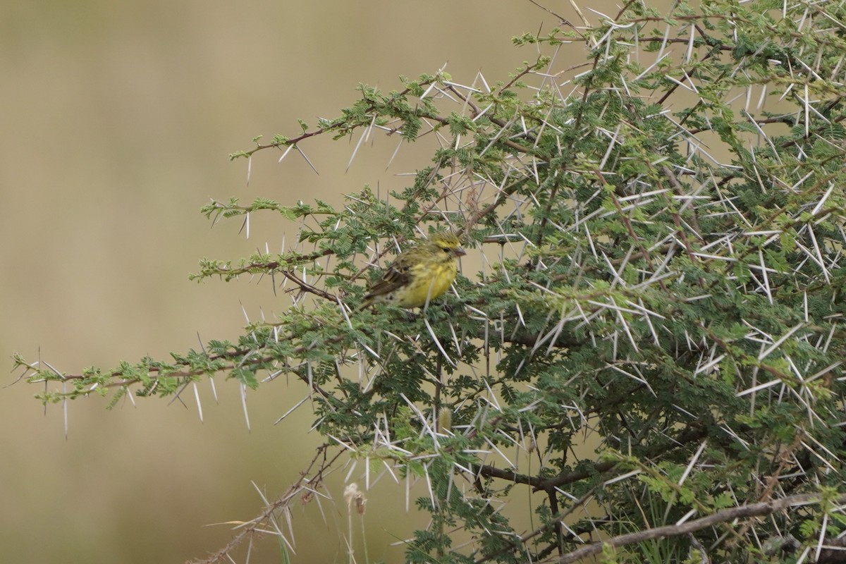Yellow-fronted Canary - ML617293911