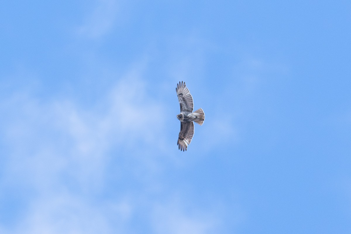 Red-tailed Hawk - ML617293934