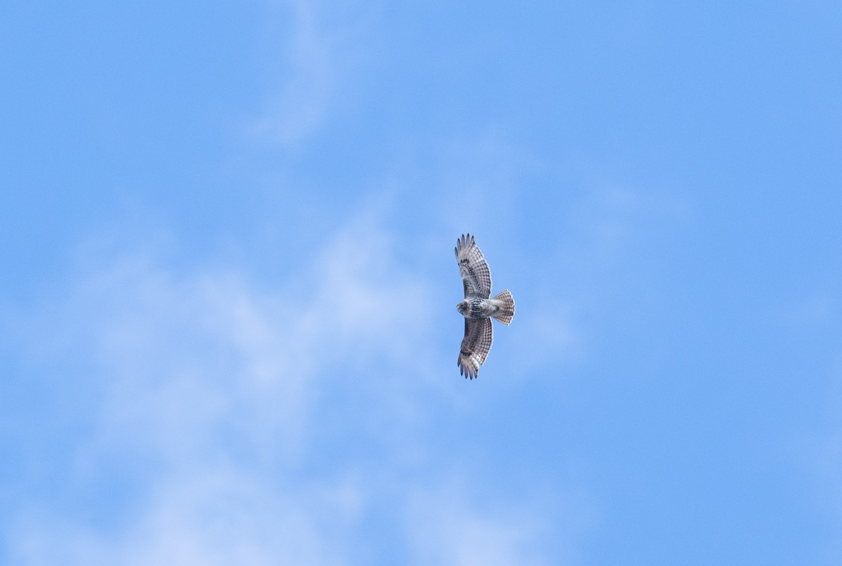 Red-tailed Hawk (abieticola) - Peter Mundale