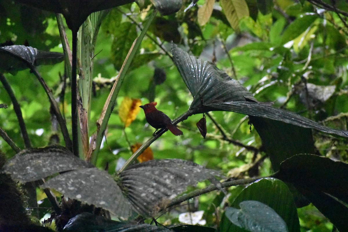 Crested Ant-Tanager - ML617294097