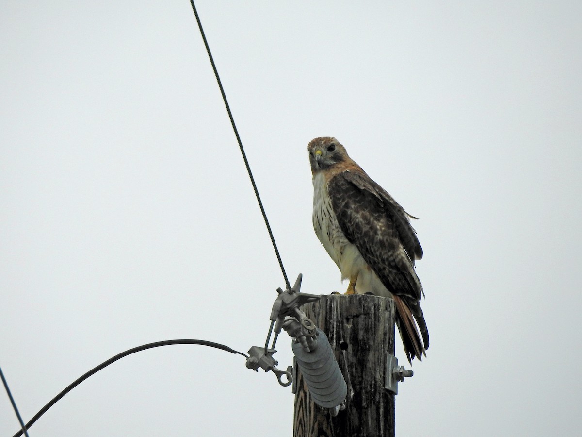 Red-tailed Hawk - ML617294209