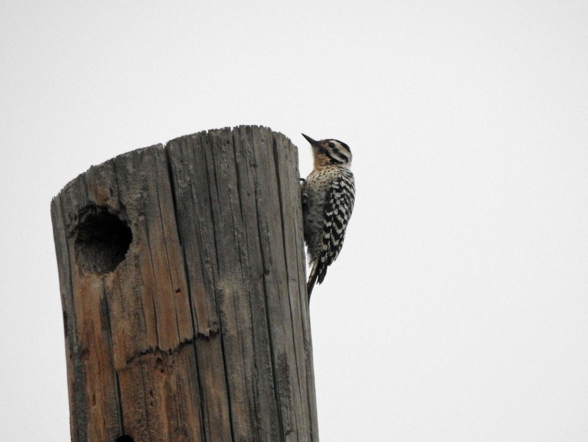 Ladder-backed Woodpecker - kas dumroese
