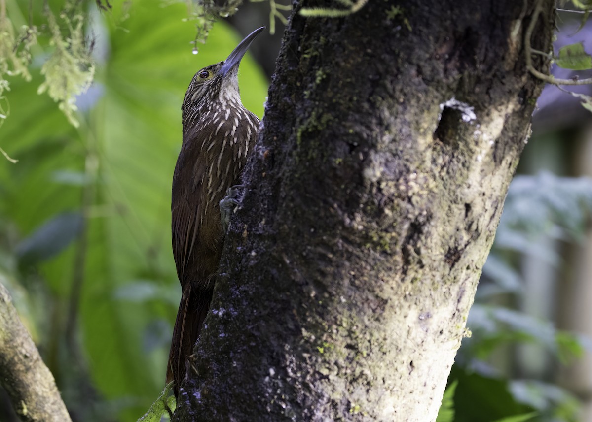 Strong-billed Woodcreeper - ML617294223