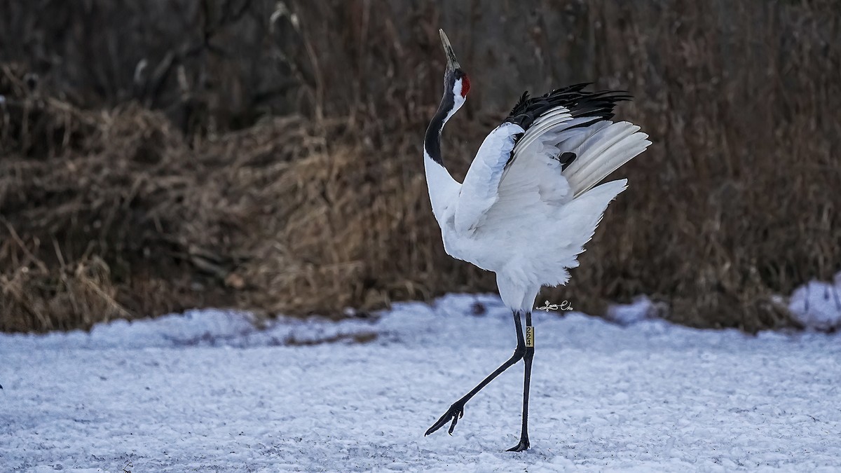 Red-crowned Crane - ML617294234