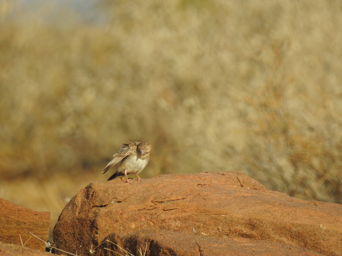 Black-crowned Sparrow-Lark - Francis D'Souza