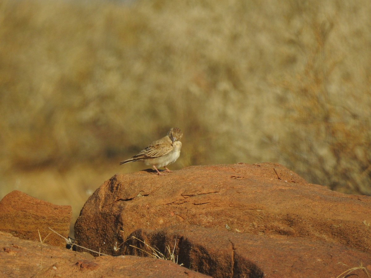 Black-crowned Sparrow-Lark - ML617294267