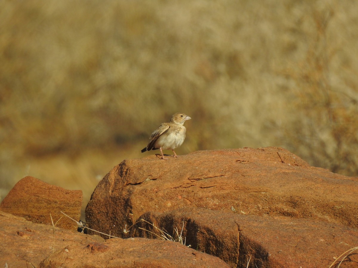 Black-crowned Sparrow-Lark - Francis D'Souza