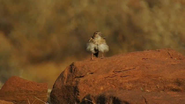 Black-crowned Sparrow-Lark - ML617294274